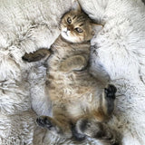 COMFY Calming Pet Bed